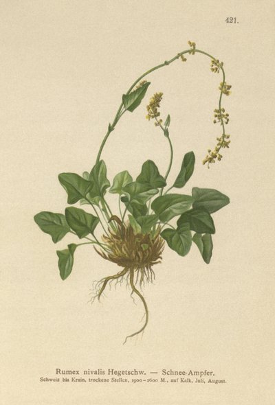 Schnee-Ampfer von German School